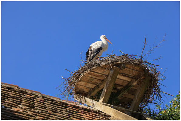 Storch auf seinem Horst 0738