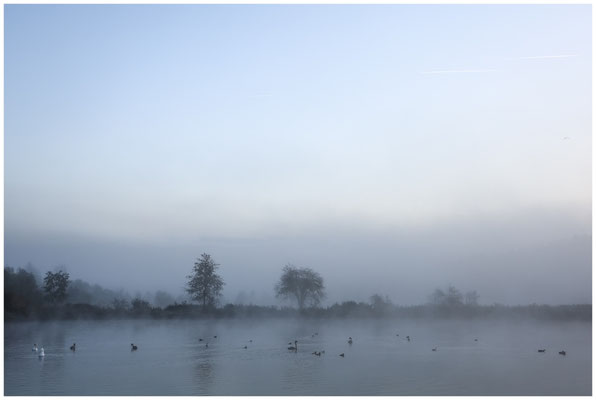 Uferlandschaft Schwackenreuter Seen mit Wasservögel 8683