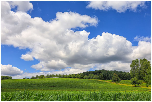 Sommerliche Landschaft bei Homberg 6425