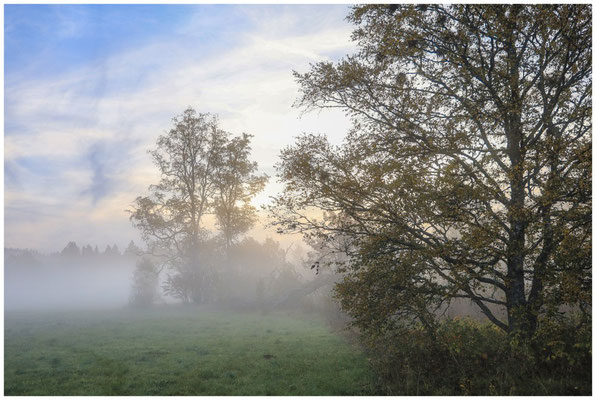 Nebelstimmung im Irndorfer Hardt 7774