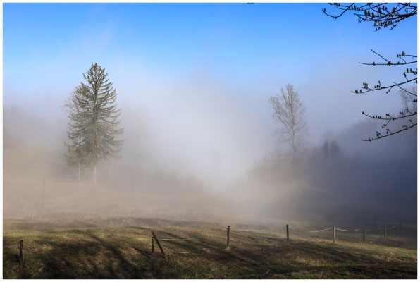 Nebel auf dem Bodanrück 9793