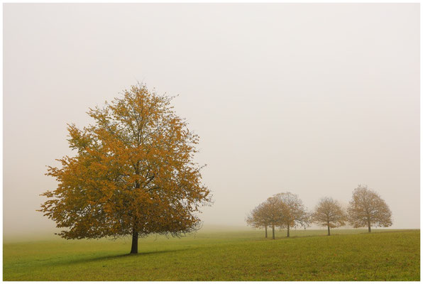 Herbstliche Bäume 9001