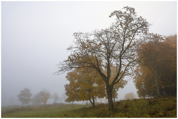 Nebel im Naturschutzgebiet Stiegelesfelsen 8492