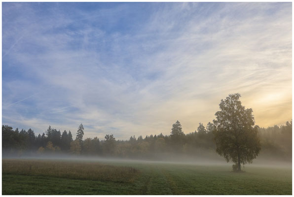 Nebelstimmung im Irndorfer Hardt 7802
