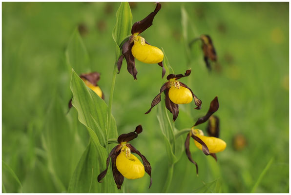 Gelber Frauenschuh (Cypripedium calceolus) 0051