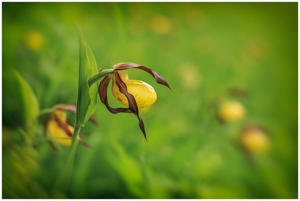 Gelber Frauenschuh (Cypripedium calceolus) 0068