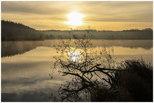 Uferlandschaft Schwackenreuter Seen mit letzten Nebelresten 9115