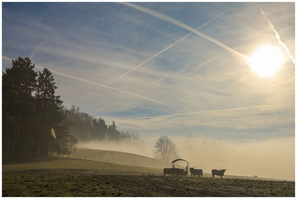 Scottish Highlands auf einer Wiese unterhalb der Ruine Nellenburg bei Stockach 9639