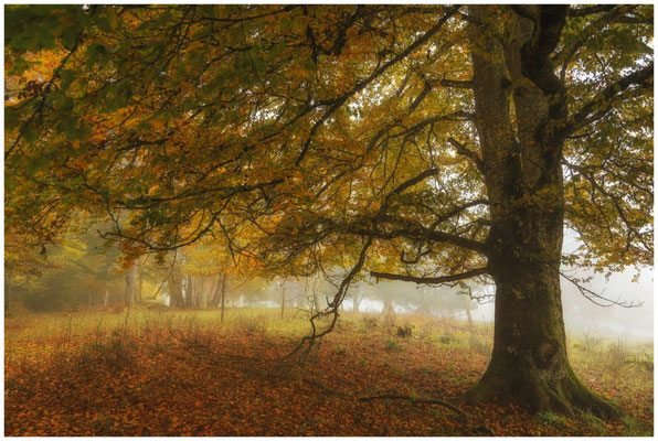 Herbstlicher Baum im NSG Stiegelesfelsen 8487
