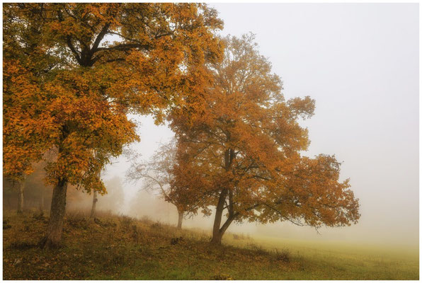 Herbstliche Bäume im NSG Stiegelesfelsen 8511
