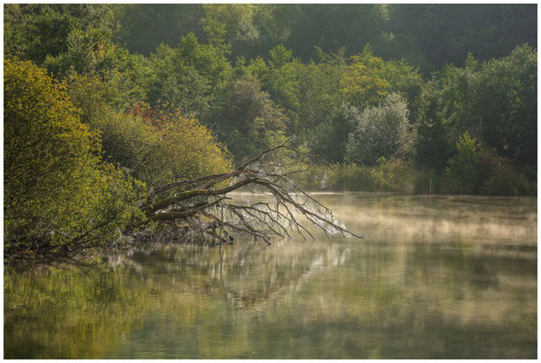 Uferlandschaft Schwackenreuter Seen 7106