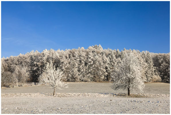 Winterliche Bäume vor blauem Himmel 9127
