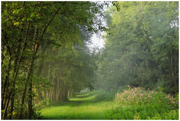 Weg entlang der Schwackenreuter Seen 6935