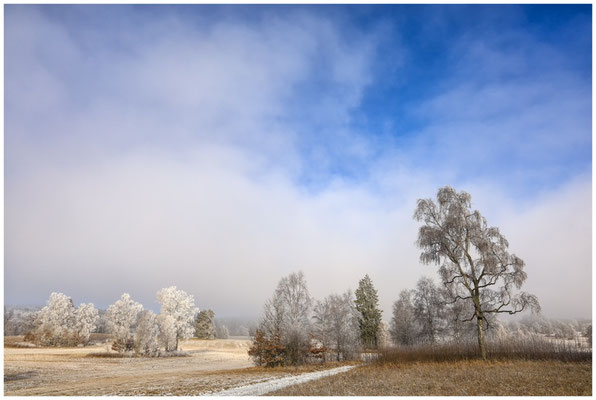 Nebel und Raureif im Irndorfer Hardt 9489