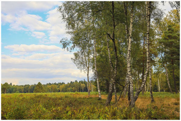 Landschaft mit Birken im Schwenninger Moos 7573