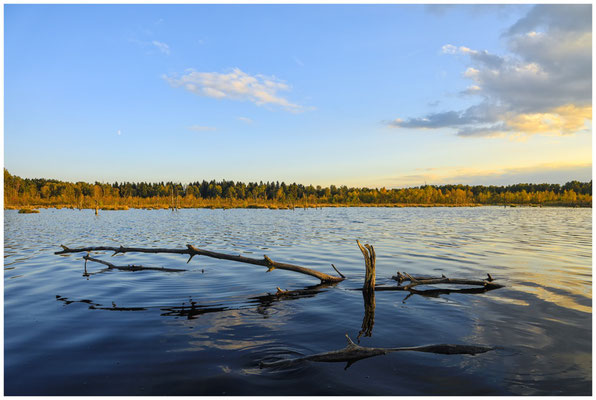 Uferlandschaft mit Totholz im Schwenninger Moos 7705