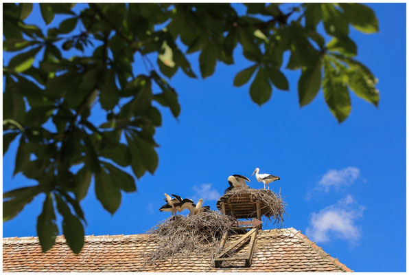 Begrüßung bei Familie Storch 0745