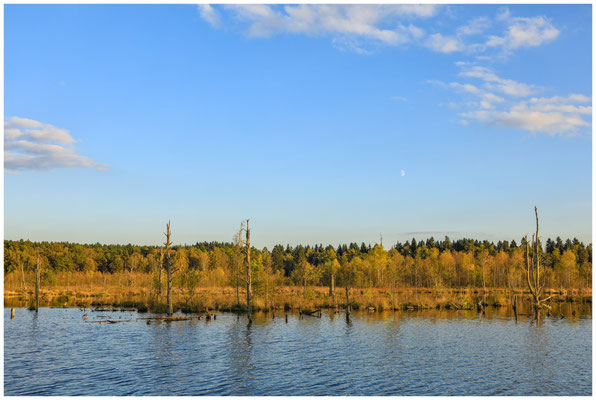 Uferlandschaft mit Totholz im Schwenninger Moos 7688