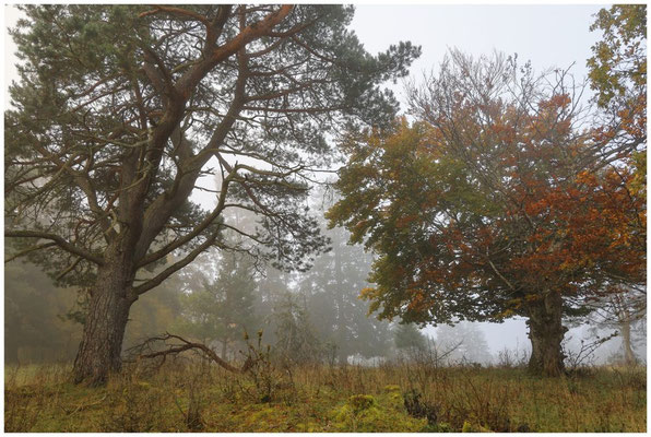 Nebel im Naturschutzgebiet Stiegelesfelsen 8462