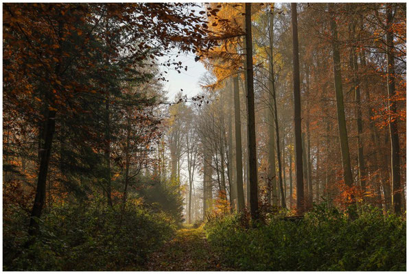 Herbstlicher Wald 9093