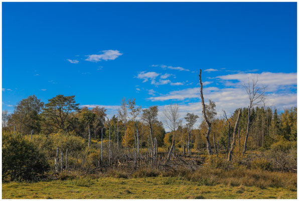 Landschaft im Pfrunger-Burgweiler Ried 4426