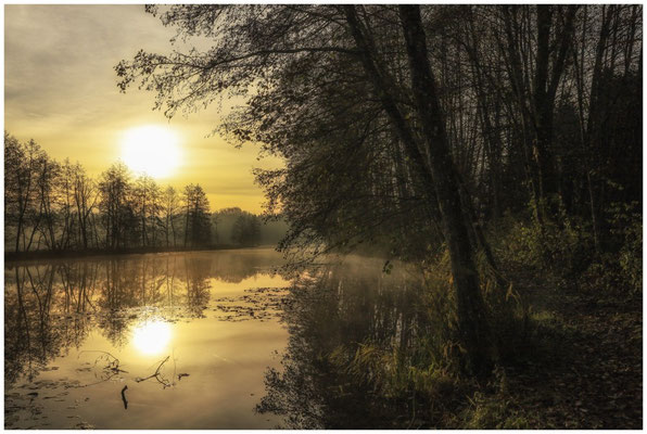 Uferlandschaft Schwackenreuter Seen in der Morgensonne 9137