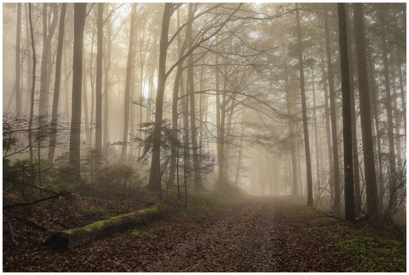 Waldweg 9418