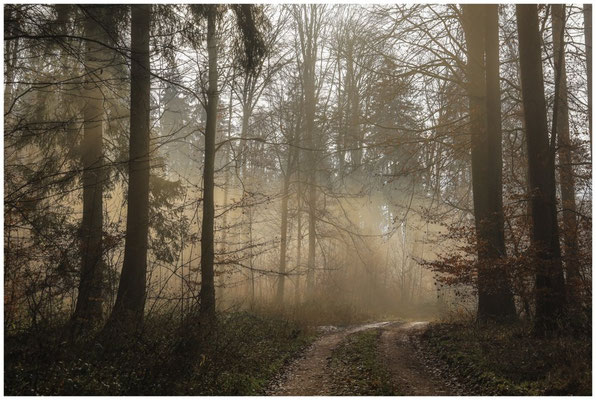 Waldweg mit Sonne und Nebel 9662