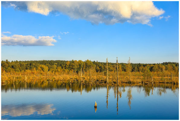 Uferlandschaft Schwenninger Moos 7661