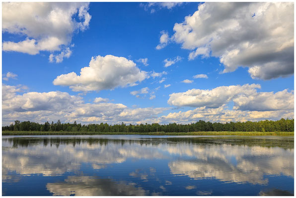 Uferlandschaft Riedsee 6392