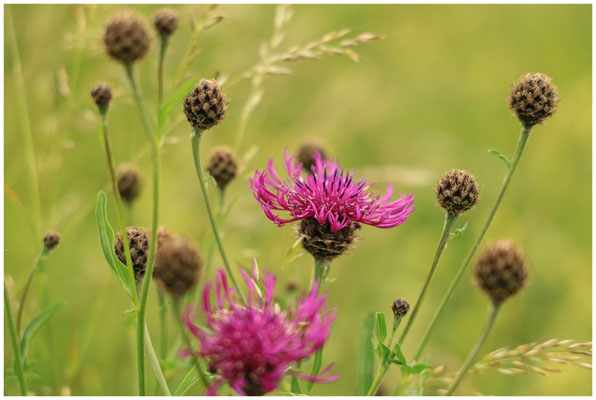 Flockenblume (Centaurea) 0093