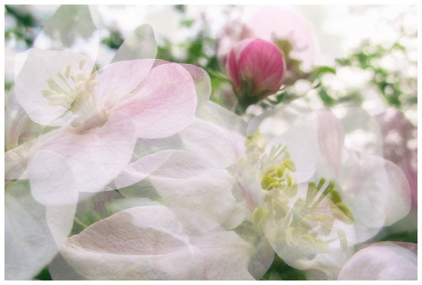 Apfelblüten auf einer Streuobstwiese bei Bermatingen 3472