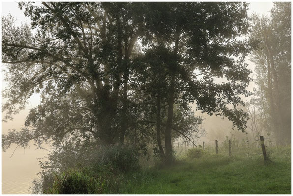 Uferlandschaft Schwackenreuter Seen 6916