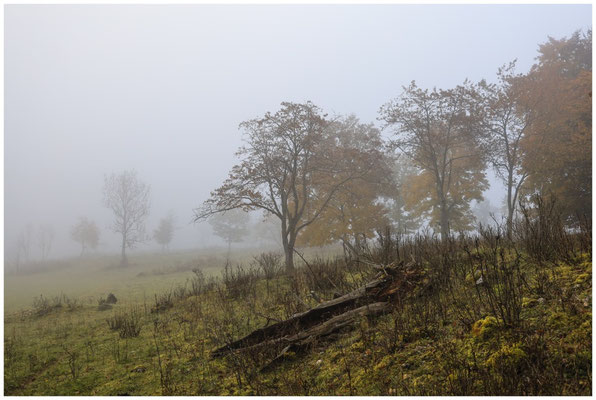 Nebel im Naturschutzgebiet Stiegelesfelsen 8481