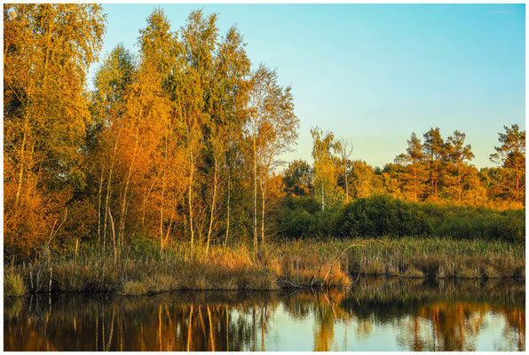 Uferlandschaft Schwenninger Moos im Abendlicht 7720