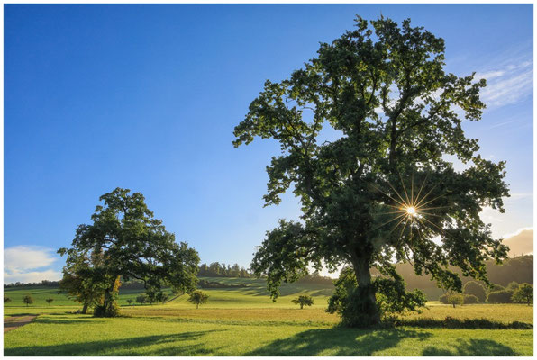 Bäume im Heudorfer Ried 7285