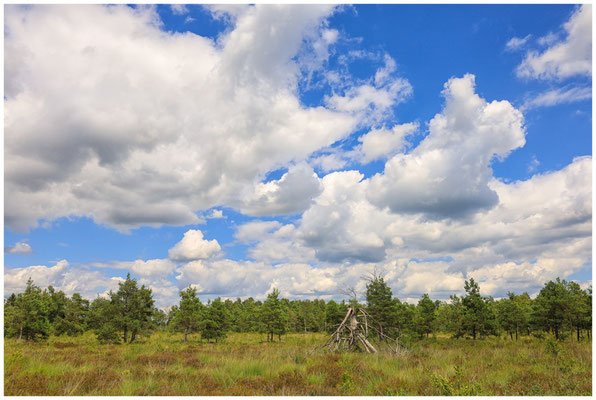 Riedlandschaft mit Totholz 6267