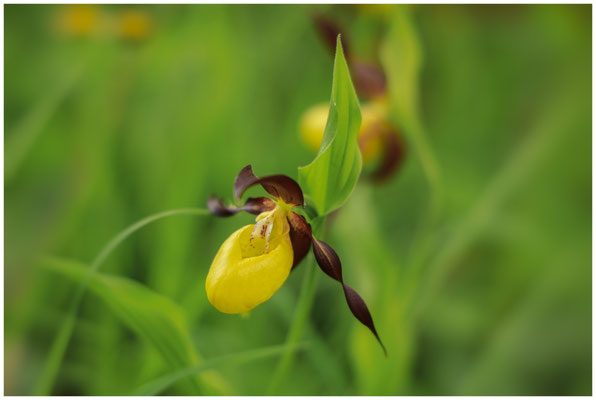 Gelber Frauenschuh (Cypripedium calceolus) 0012