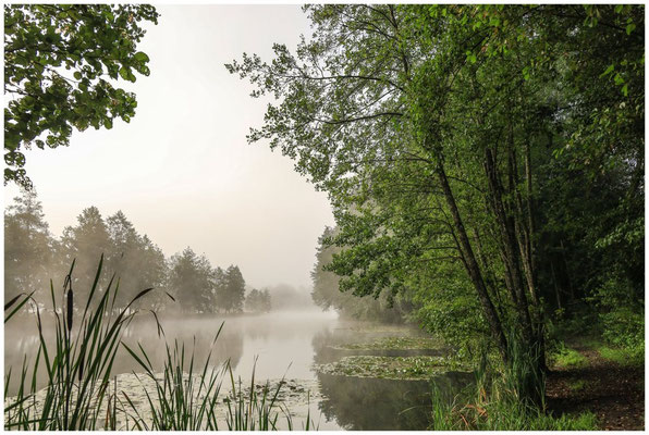 Uferlandschaft Schwackenreuter Seen 6956