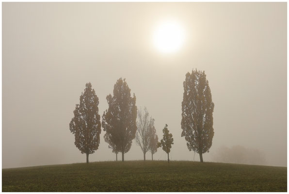 Pappeln im Nebel 8926