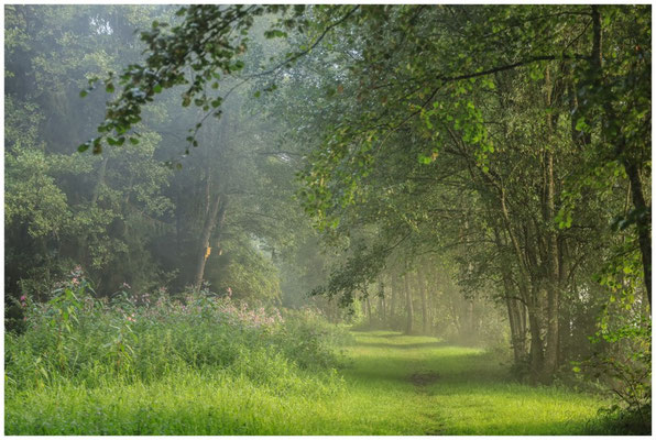 Weg entlang der Schwackenreuter Seen 6933