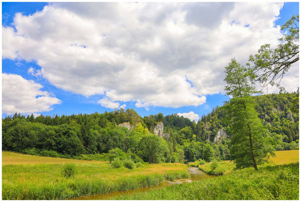 Die Donau bei Fridingen mit Blick auf die Ruine Kallenberg 5934