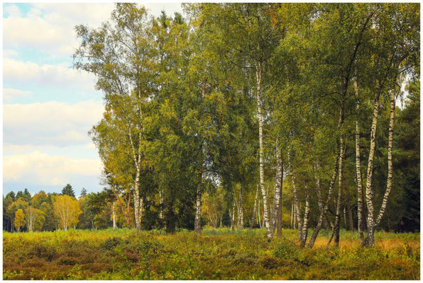 Landschaft mit Birken im Schwenninger Moos 7567