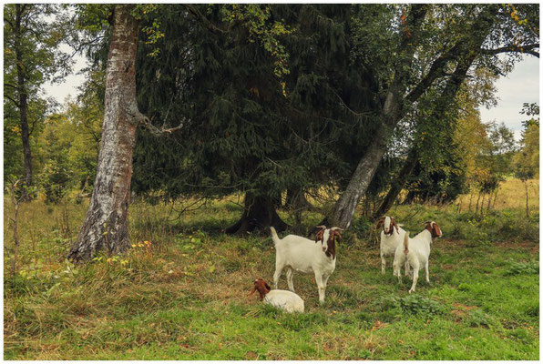 Landschaftspflege im Irndorfer Hardt 8576