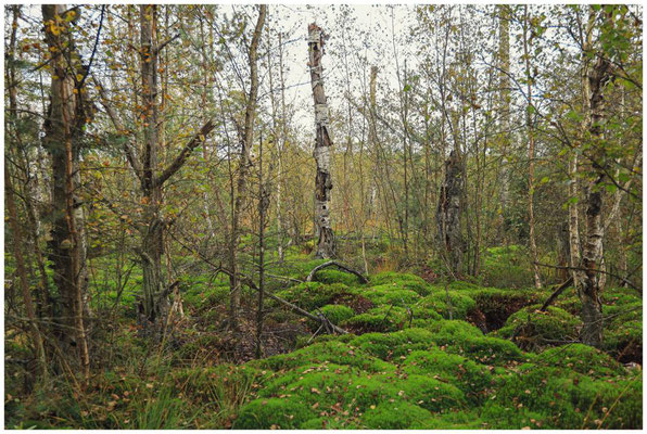 Landschaft im Schwenninger Moos 7503