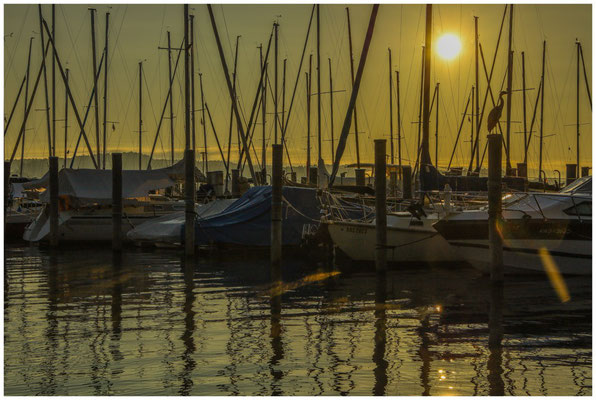 Morgenstimmung im Jachhafen der Insel Reichenau mit Fischreiher 0797