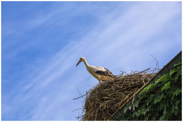 Storch auf Nest 0941