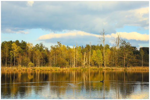 Uferlandschaft Schwenninger Moos 7613