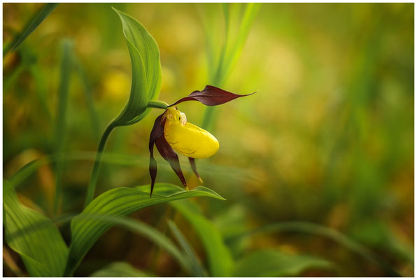 Gelber Frauenschuh (Cypripedium calceolus) 0010