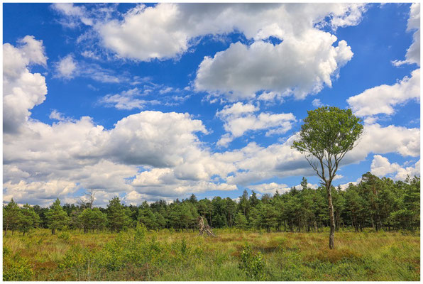 Riedlandschaft 6264